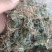 青天葵，纯野生，一手货源，货源稳定，批发