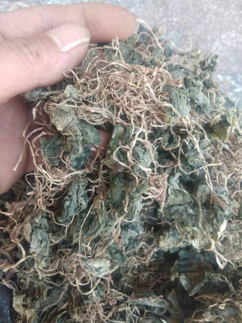 青天葵，纯野生，一手货源，货源稳定，批发