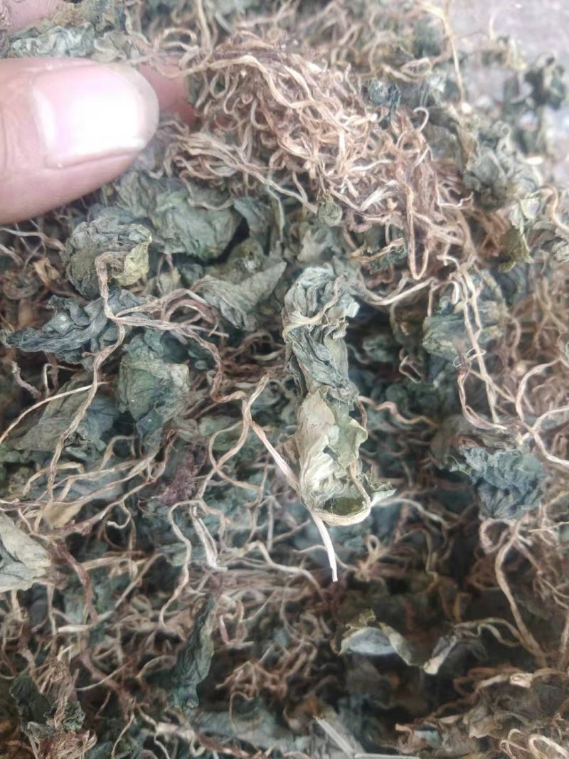 青天葵，纯野生，一手货源，货源稳定，批发