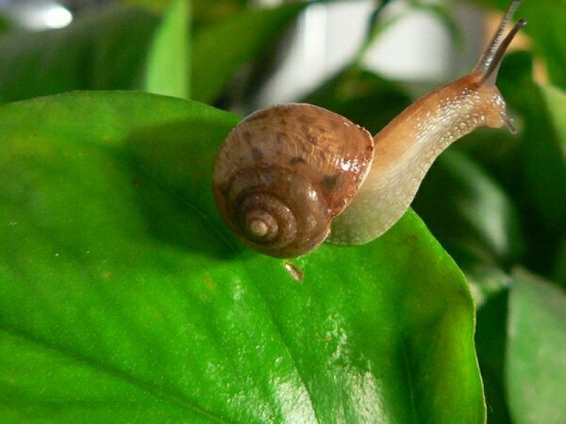 野生蜗牛
