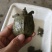 外塘中华鳖养殖小甲鱼苗水鱼苗团鱼苗王八苗龙鱼活体饲料包活