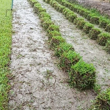大叶油草。马尼拉草皮