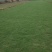 大叶油草。马尼拉草皮