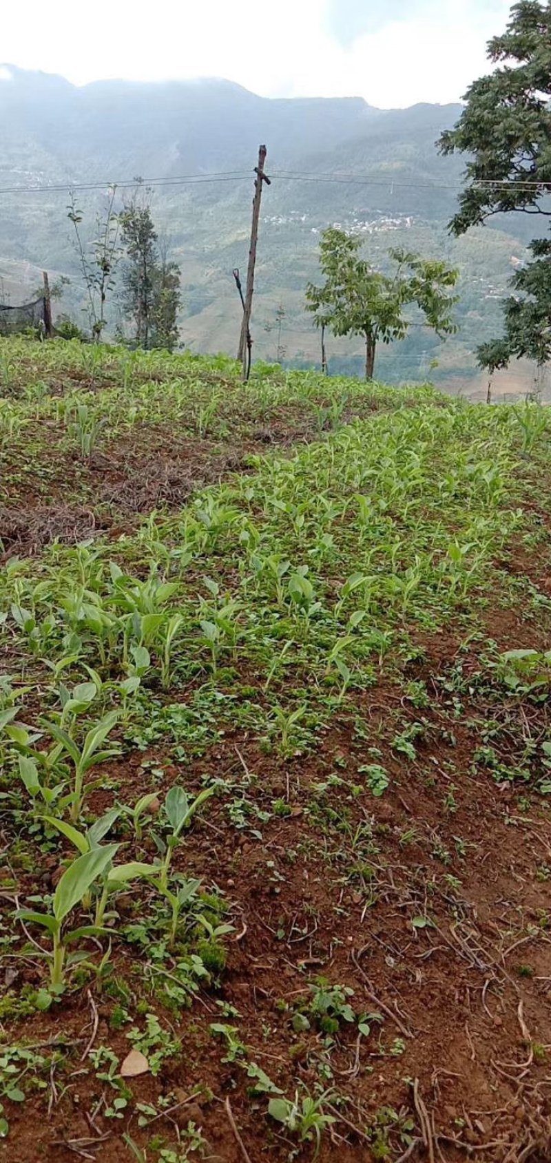 草果苗10公分1元每棵