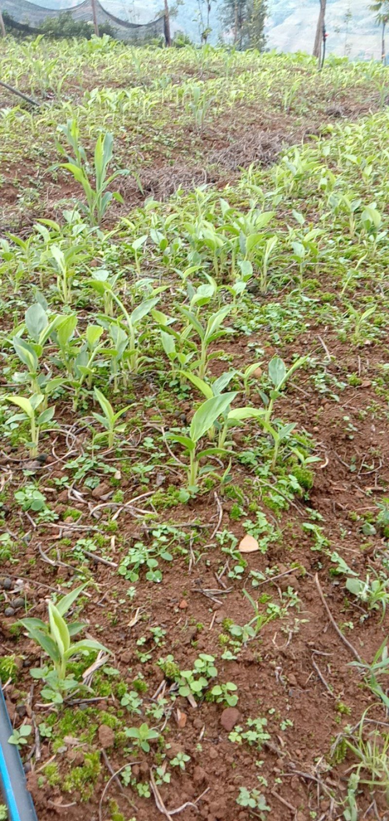 草果苗10公分1元每棵