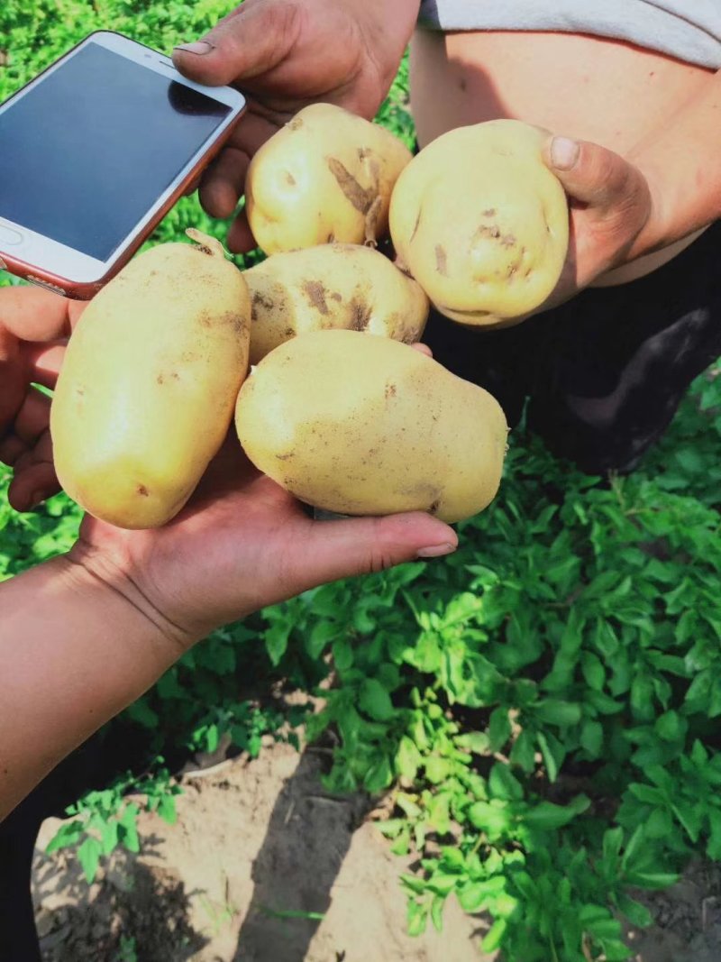 吉林土豆大量上市尤金885，沃土五，实验1，需要的联系！
