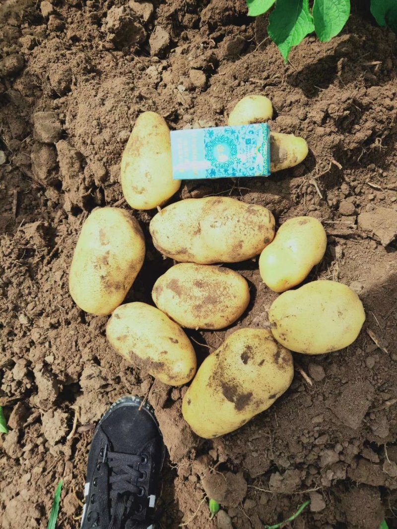 吉林土豆大量上市尤金885，沃土五，实验1，需要的联系！