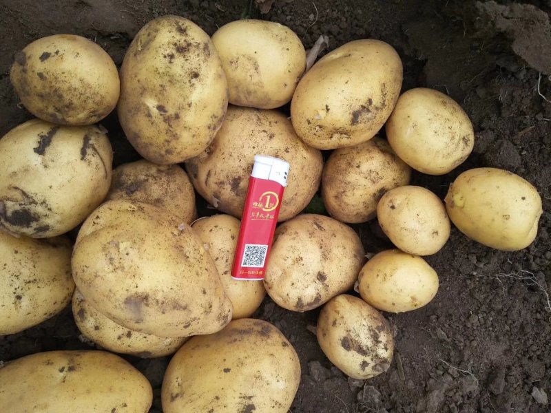 吉林土豆大量上市尤金885，沃土五，实验1，需要的联系！