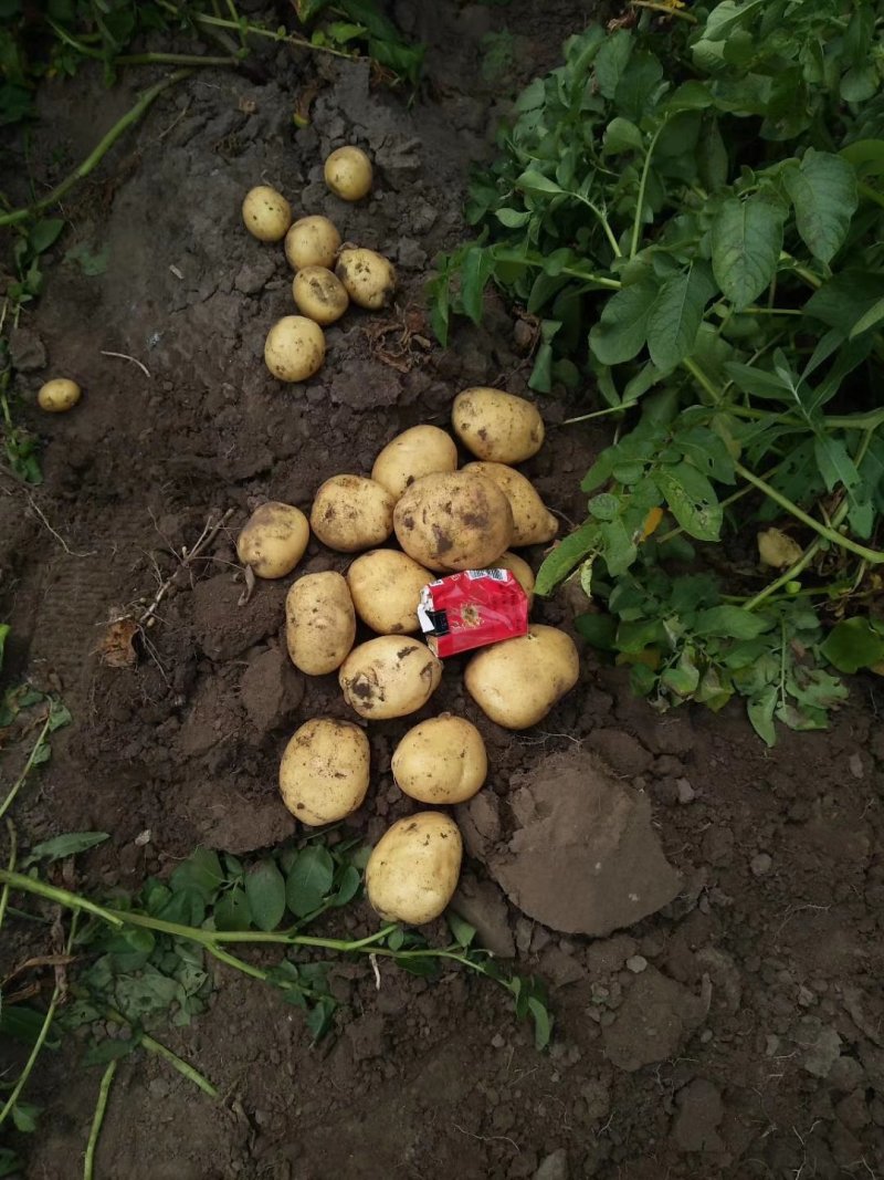 吉林土豆大量上市尤金885，沃土五，实验1，需要的联系！