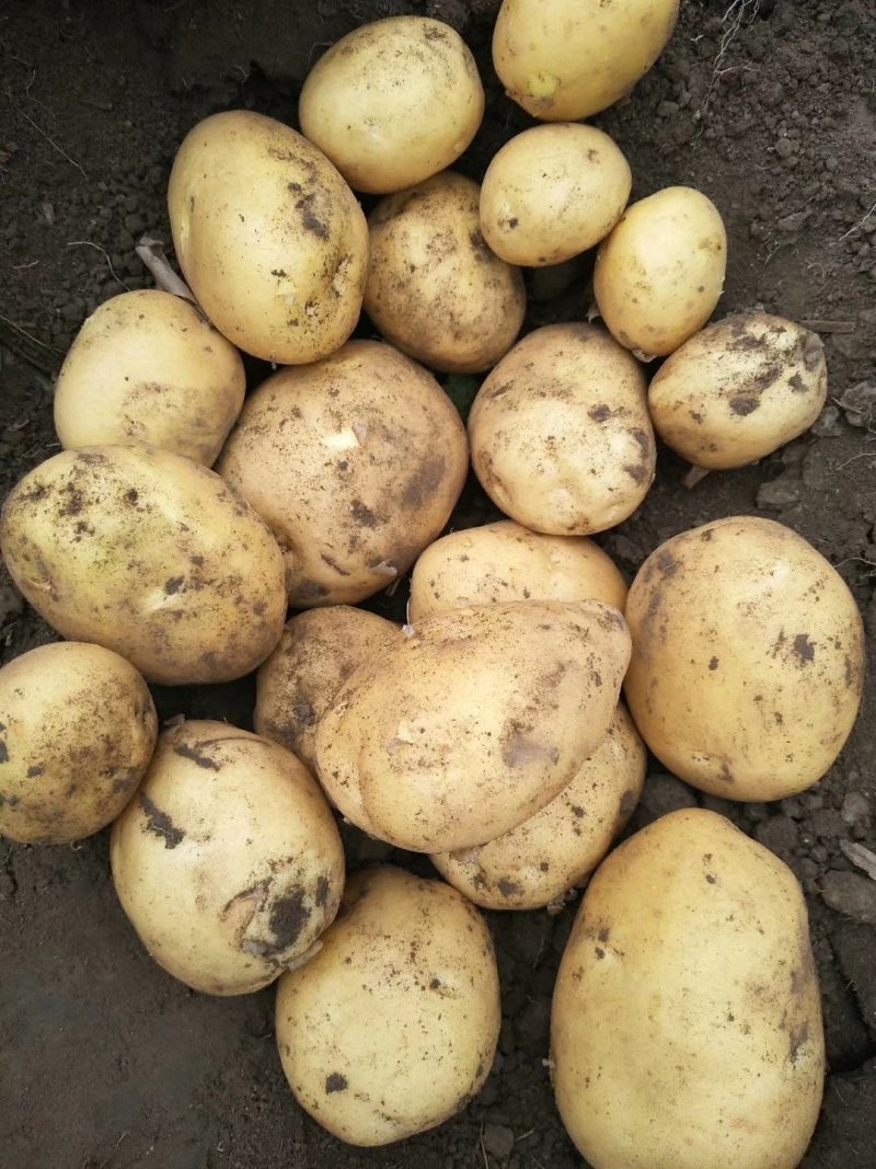 吉林土豆大量上市尤金885，沃土五，实验1，需要的联系！