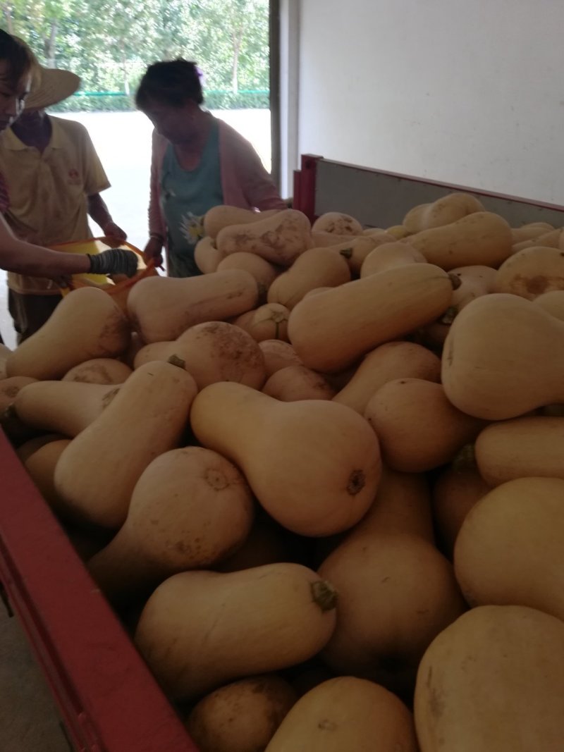 奶油南瓜，一手货源，口感，干，面，甜，个头1至三斤，