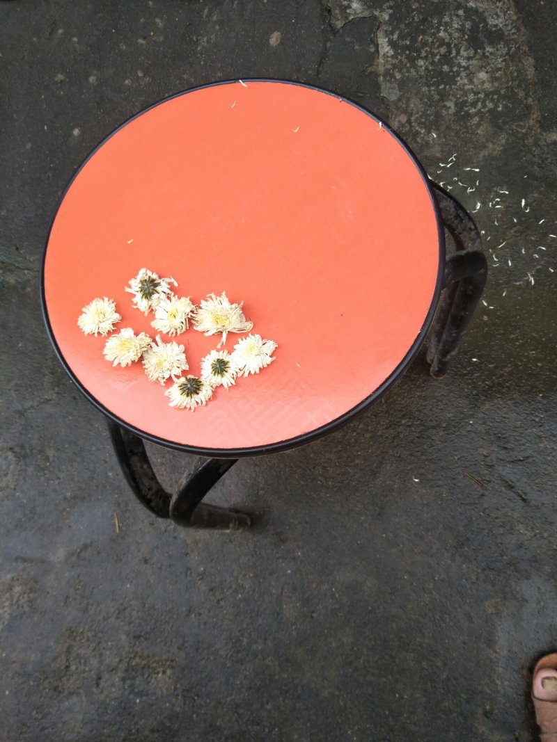 白菊花茶