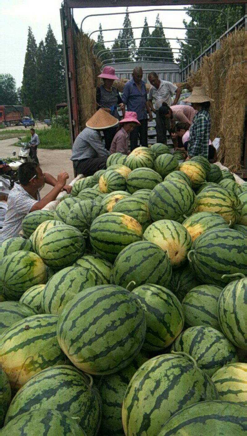 万亩露地8424，美都欢迎全国各地的老板前来订购