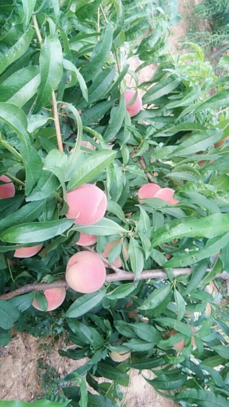 四两起步燕山红毛桃