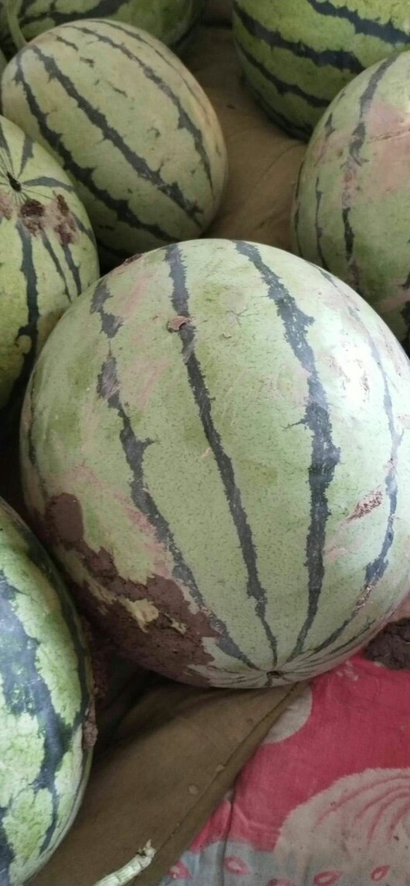 宁河西瓜🍉保熟保甜