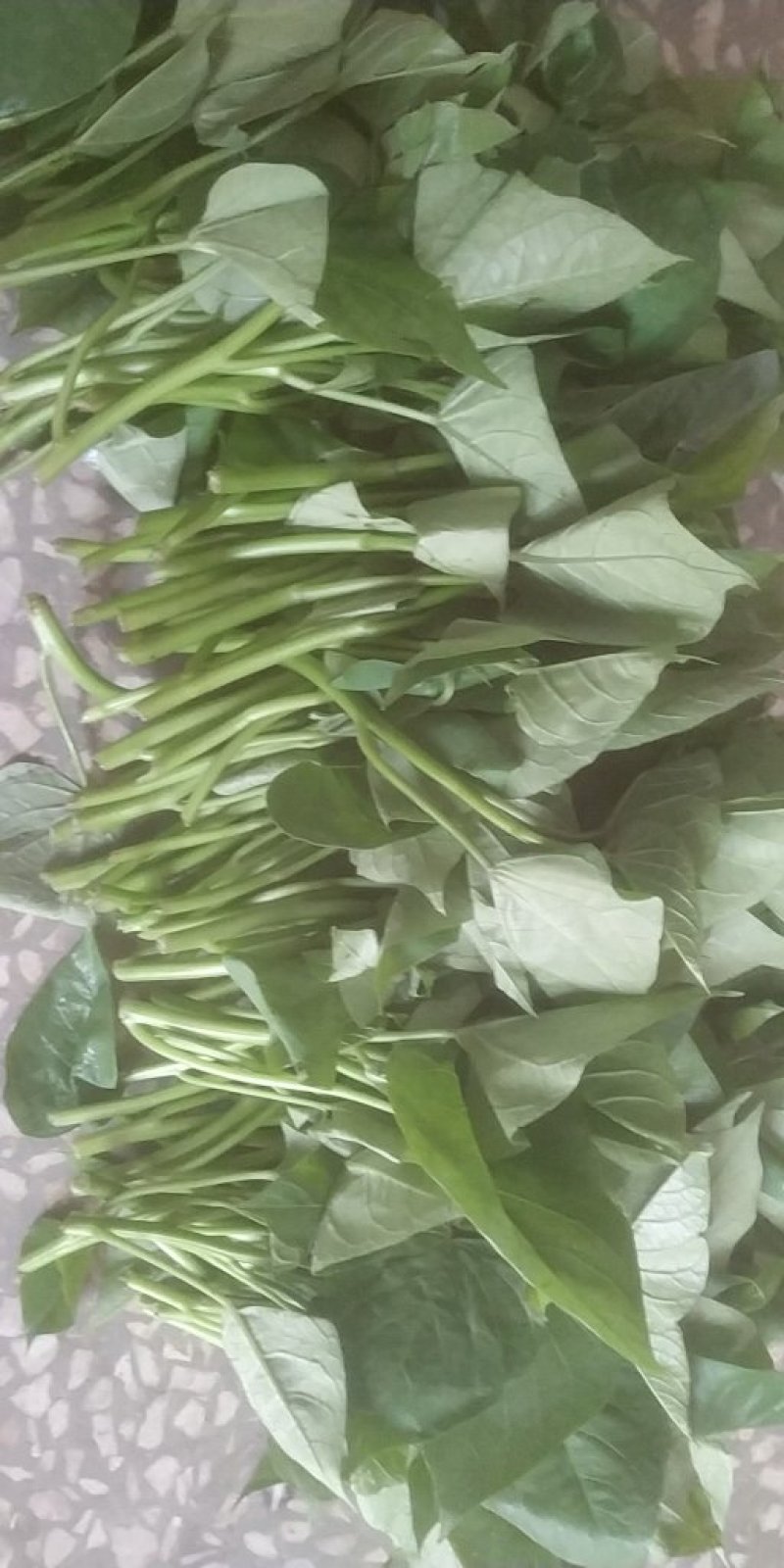 高安市惠亿稼，红壤红薯叶
