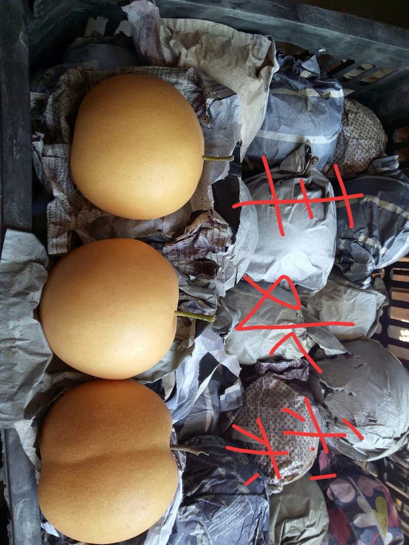 白宝石，皇冠，丰水，黄金等各种梨己大量上市