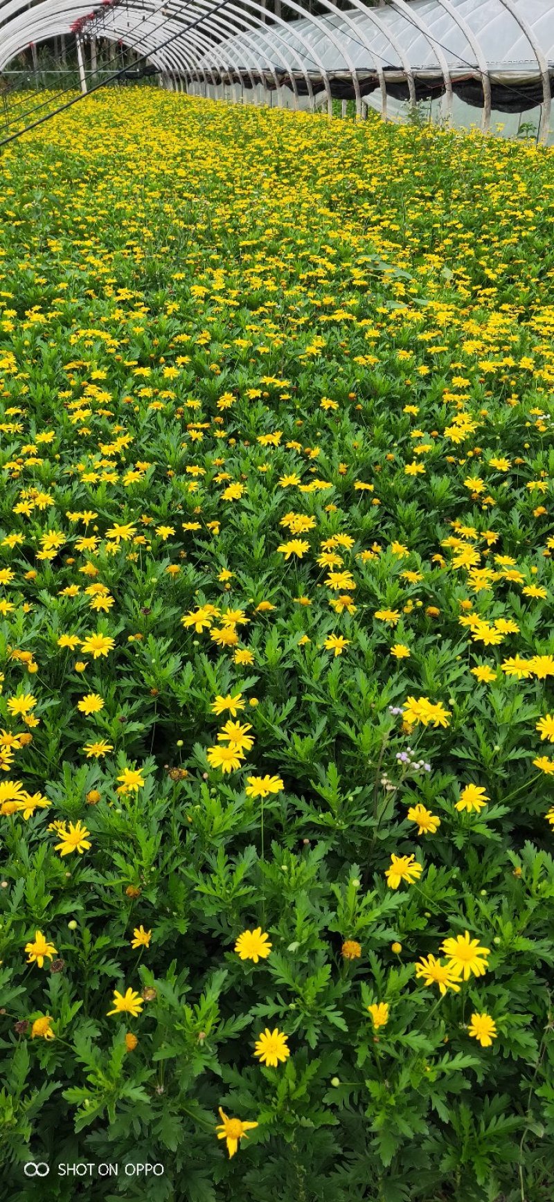 云南昆明长年种植销售木春菊木春菊价格基地直销