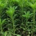 云南昆明长年种植销售木春菊木春菊价格基地直销