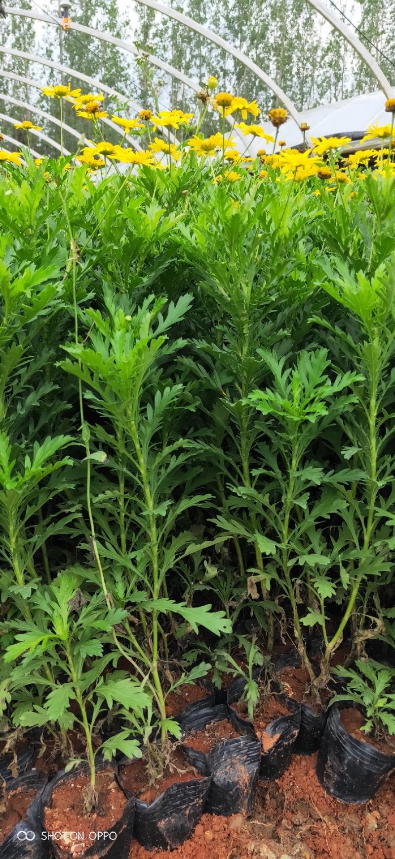 云南昆明长年种植销售木春菊木春菊价格基地直销