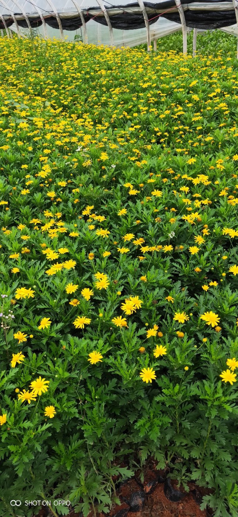 云南昆明长年种植销售木春菊木春菊价格基地直销