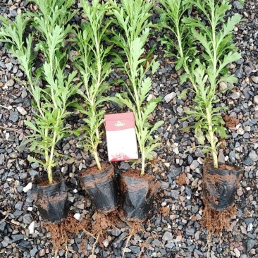 云南昆明长年种植销售木春菊木春菊价格基地直销