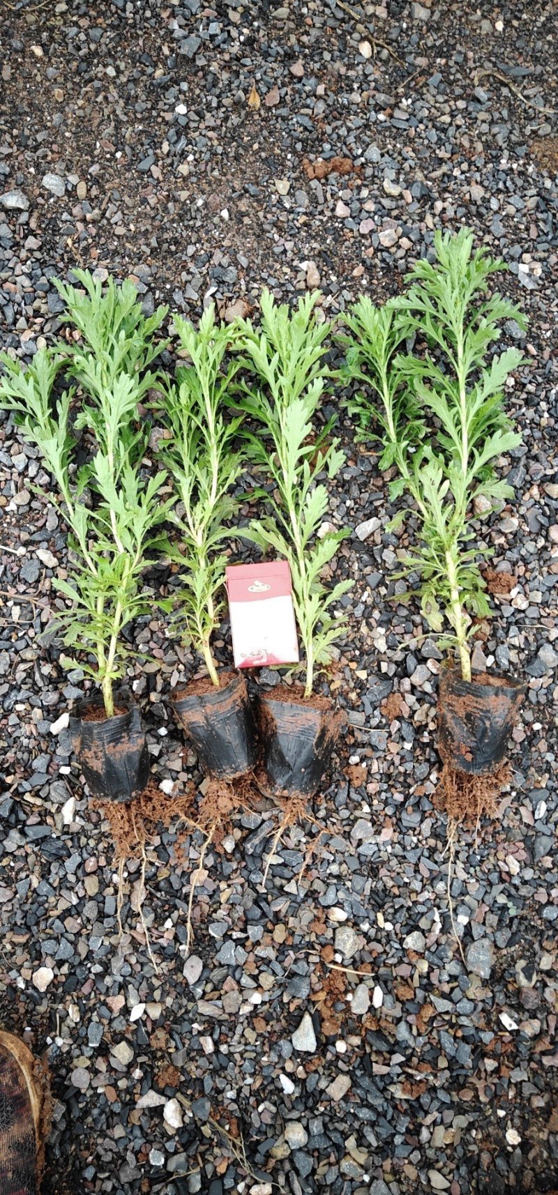 云南昆明长年种植销售木春菊木春菊价格基地直销