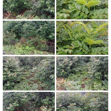 吴茱萸苗，40/200高，今秋正在热销中，