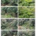吴茱萸苗，40/200高，今秋正在热销中，