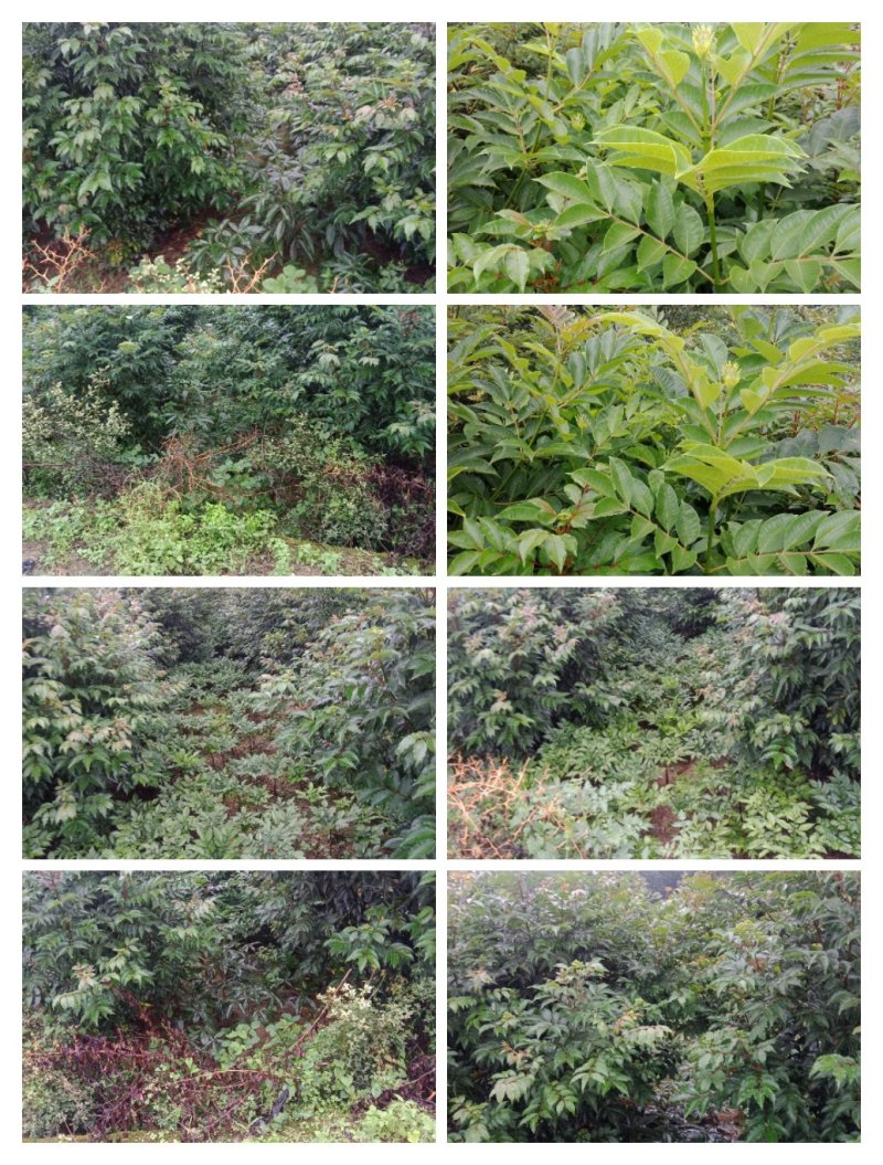 吴茱萸苗，40/200高，今秋正在热销中，