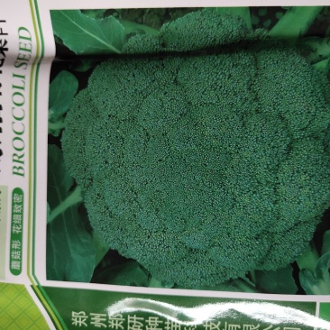 绿禧青花菜，早熟品种，一代杂交。