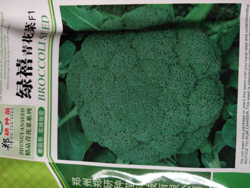 绿禧青花菜，早熟品种，一代杂交。