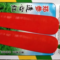 种子透心红....红萝卜