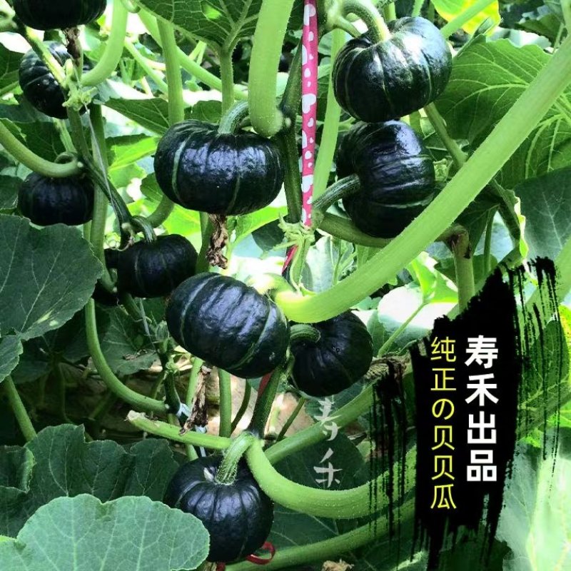 绿/黄贝贝迷你高产小贝贝南瓜种子