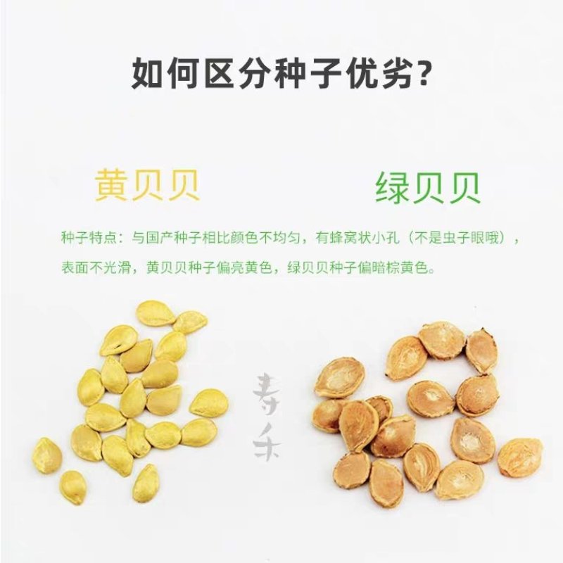 绿/黄贝贝迷你高产小贝贝南瓜种子
