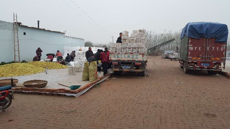 大型山东冬枣产地直供批发货源足规格齐全协助找车