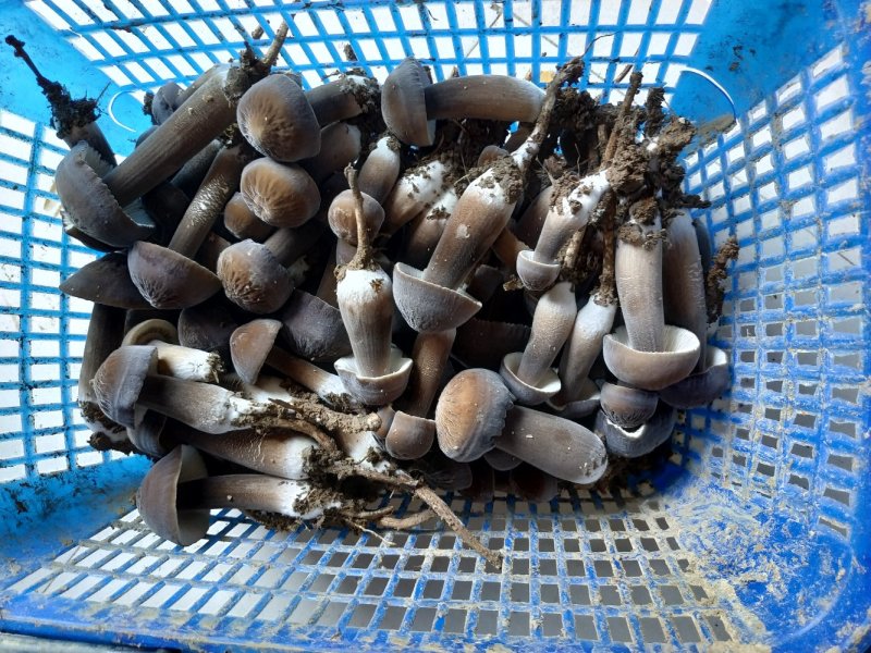 食用菌，蘑菇鸡枞菌，黑皮鸡枞菌，新鲜，一件代发，基地直供