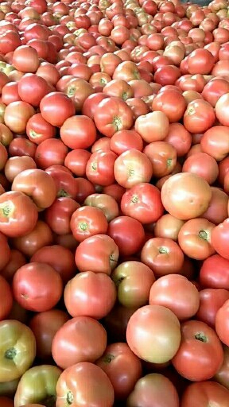 山东省聊城精品硬粉西红柿，产地直发代发全国各地