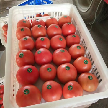 聊城硬粉西红柿大量供货产地直发品质保证欢迎采购