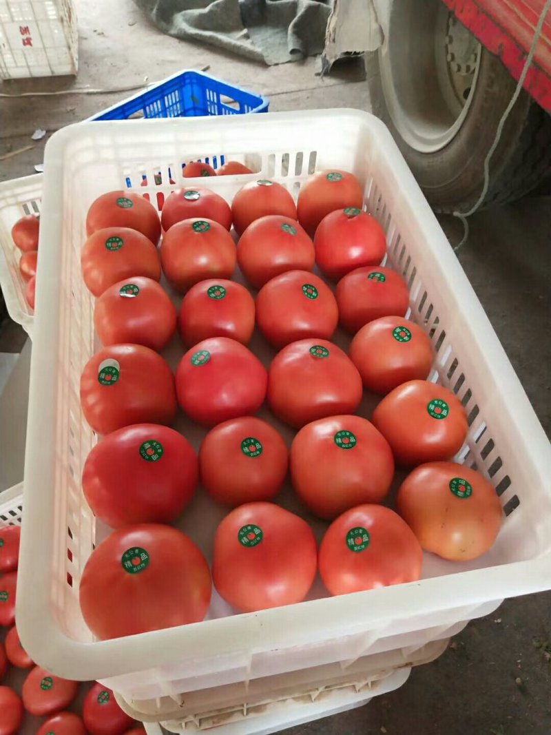 聊城硬粉西红柿大量供货产地直发品质保证欢迎采购