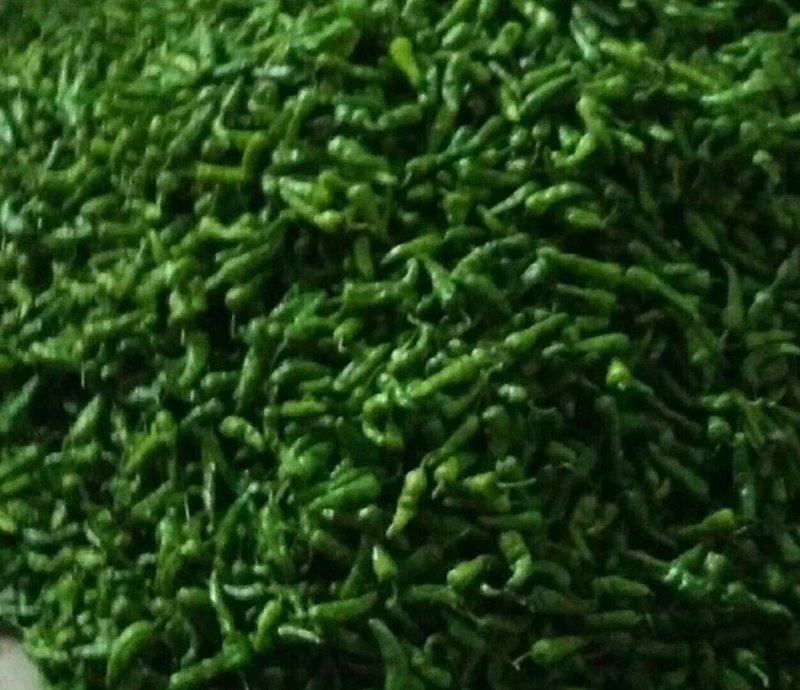 余干丰收辣种子辣椒种子，皮薄。超辣，产量非常高，肉厚皮薄