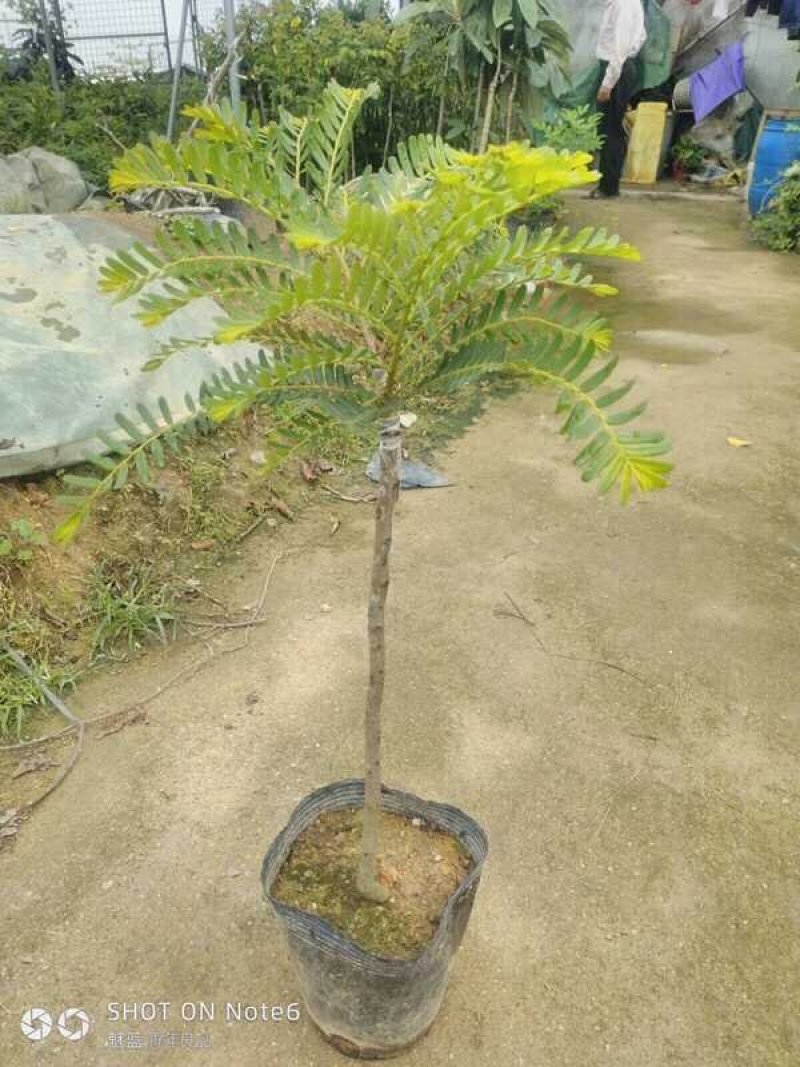 油甘果苗甜种油甘苗牛甘果苗嫁接苗二年苗
