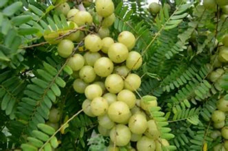 油甘果苗甜种油甘苗牛甘果苗嫁接苗二年苗
