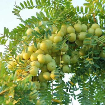 油甘果苗甜种油甘苗牛甘果苗嫁接苗二年苗