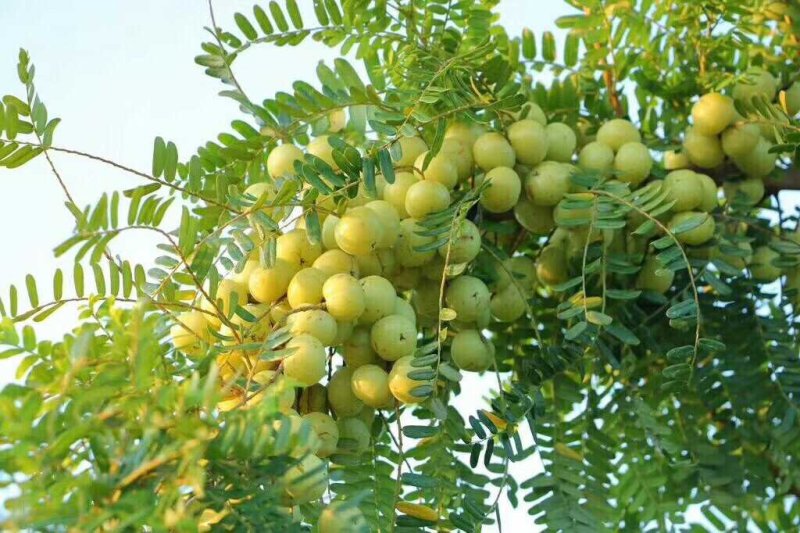 油甘果苗甜种油甘苗牛甘果苗嫁接苗二年苗