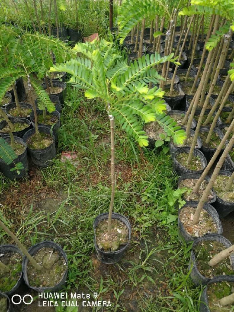 油甘果苗甜种油甘苗牛甘果苗嫁接苗二年苗