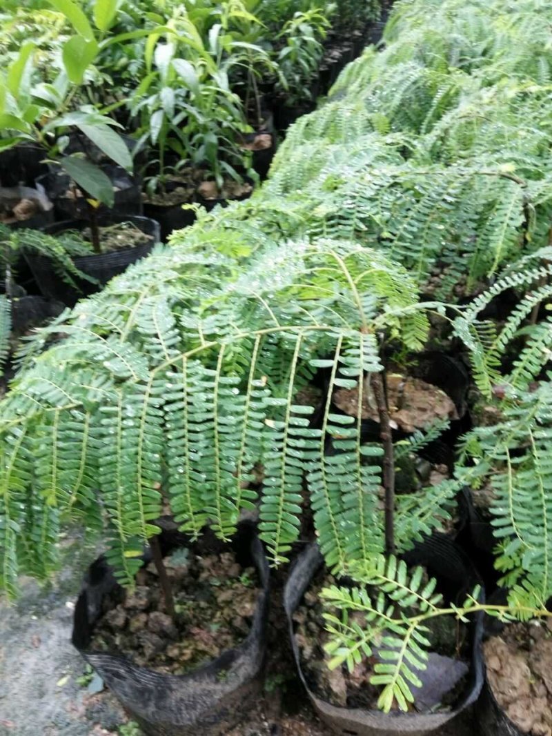 油甘果苗甜种油甘苗牛甘果苗嫁接苗二年苗