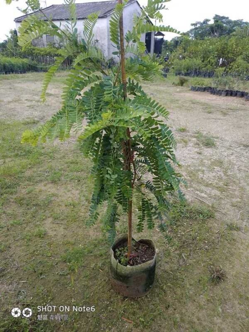 油甘果苗甜种油甘苗牛甘果苗嫁接苗二年苗