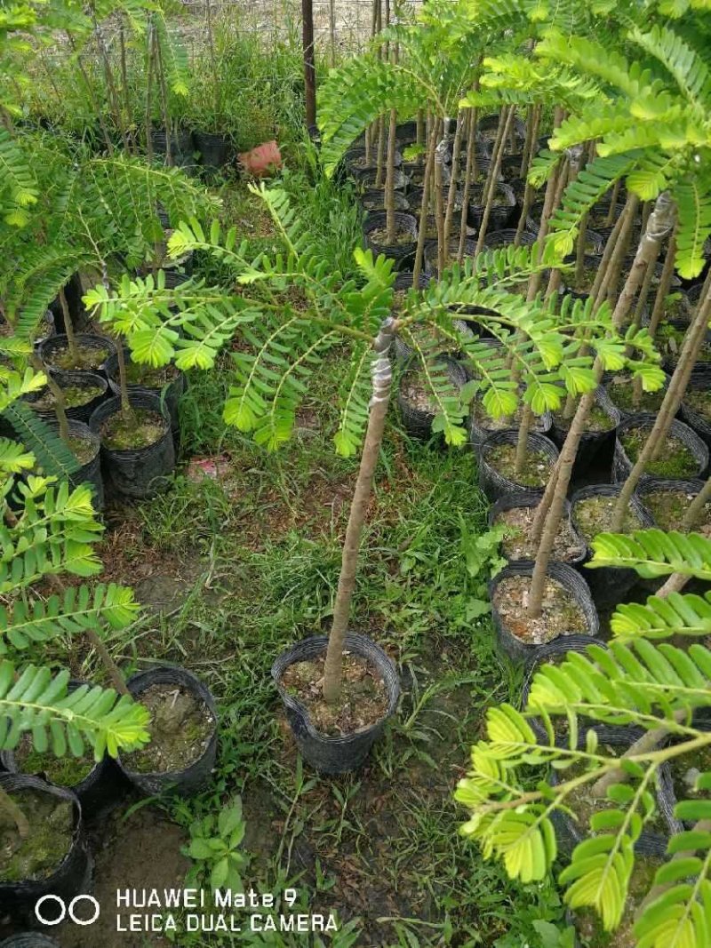 油甘果苗甜种油甘苗牛甘果苗嫁接苗二年苗