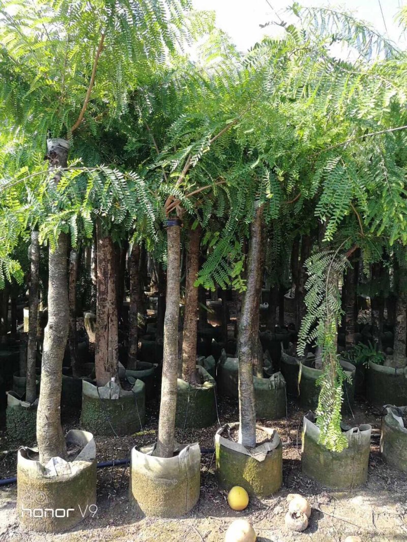 油甘果苗甜种油甘苗牛甘果苗嫁接苗二年苗
